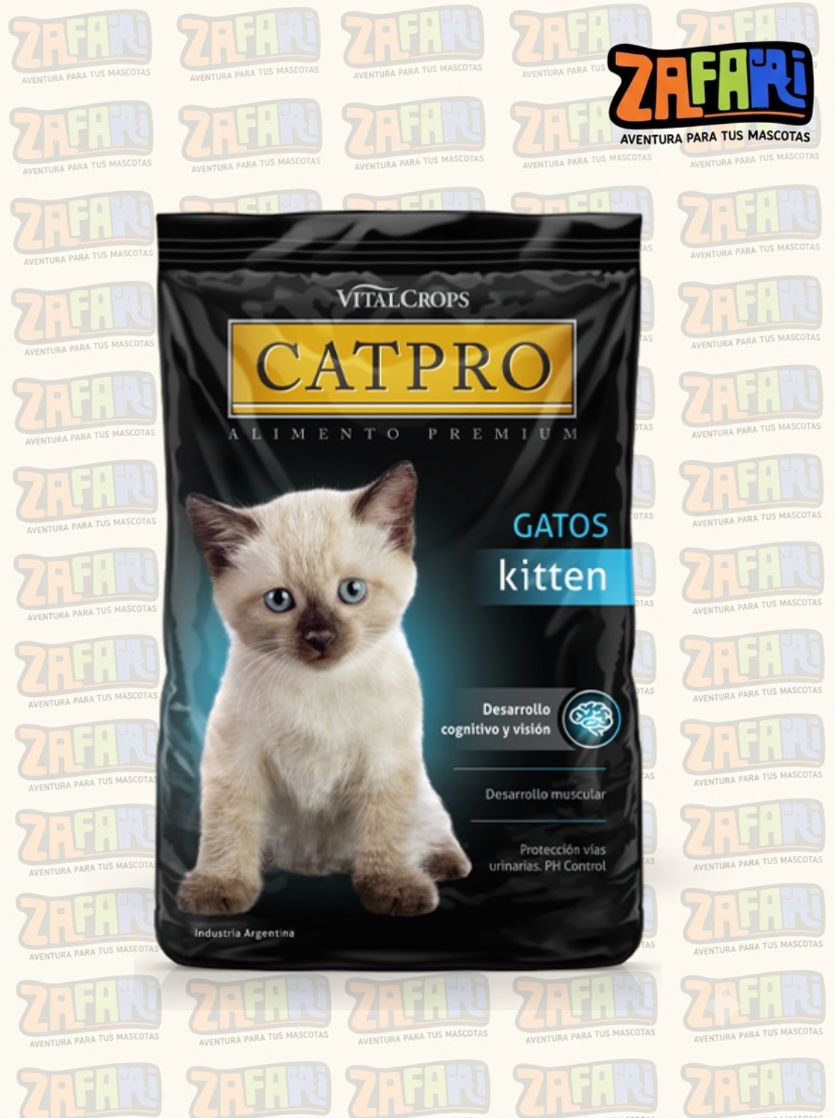 Cat pro Kitten